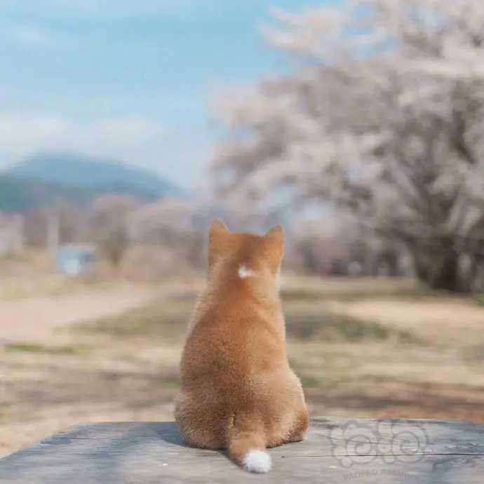 樱花树下的小柴犬，-图9