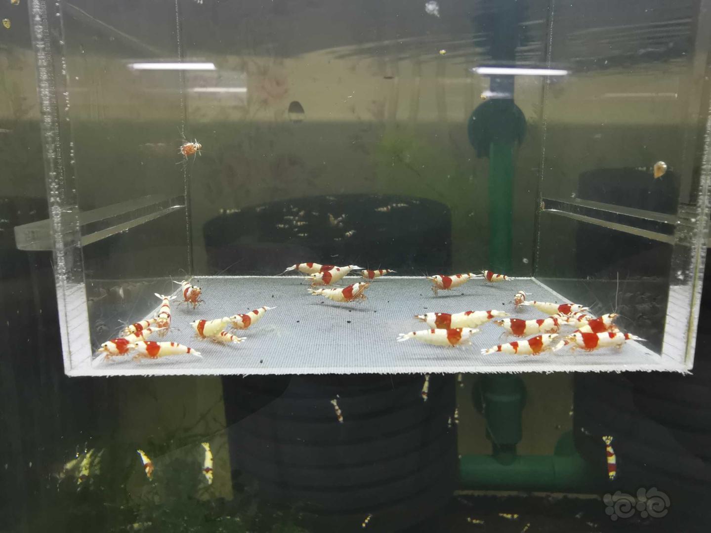 【虾】2021-4-21#RMB拍卖经典红白苗子30只-图2