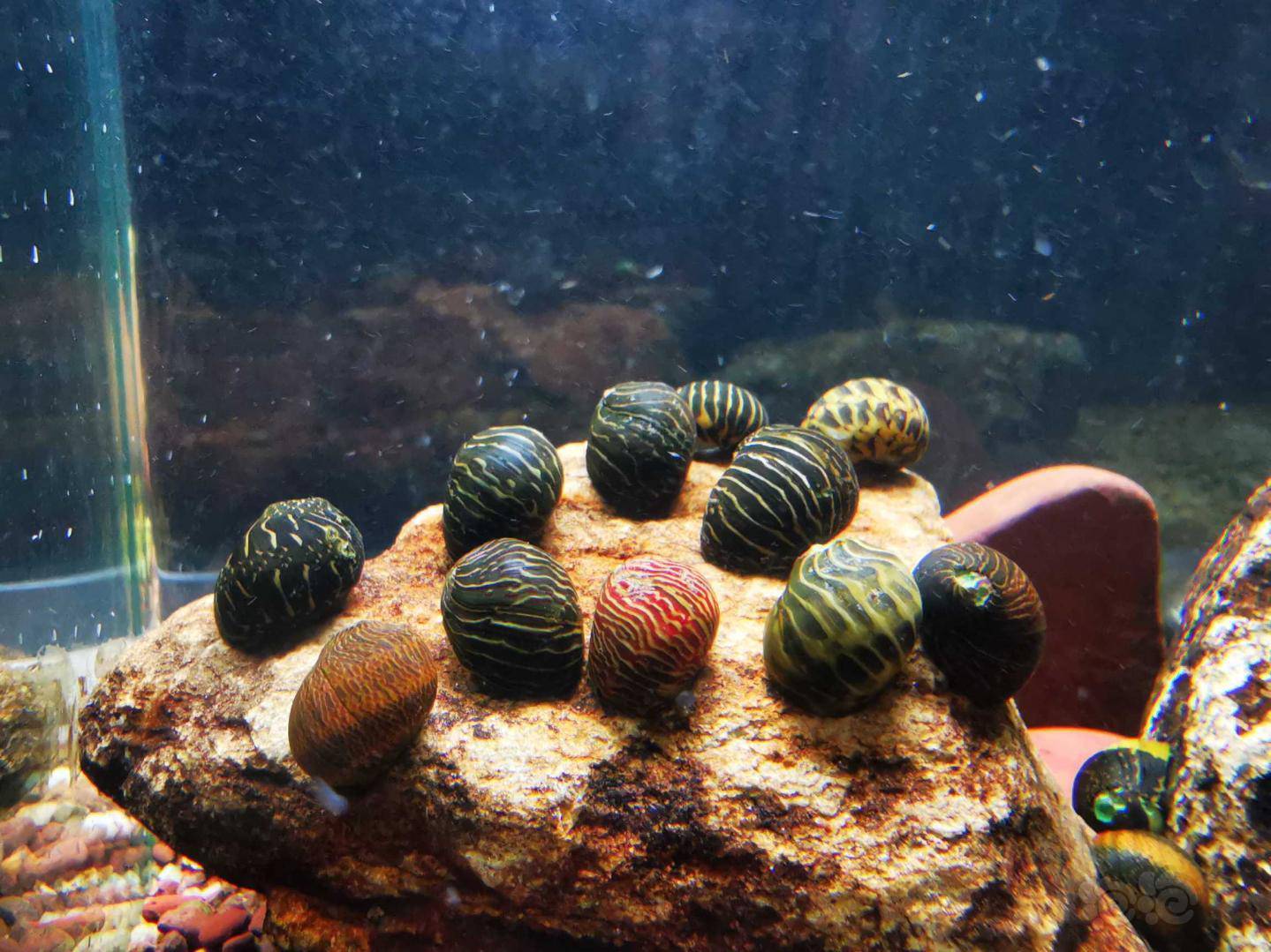 老字号售彩蛋螺专帖