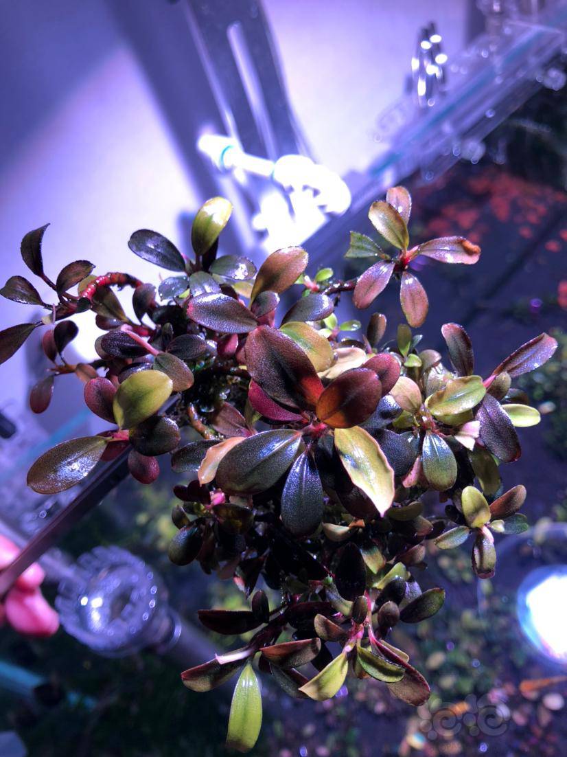 辣椒榕小叶布朗尼