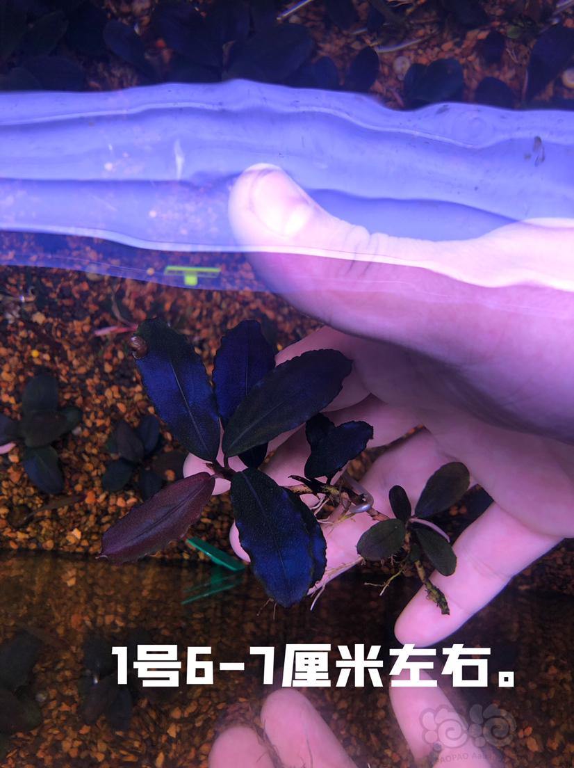 【辣椒榕】北京出售4颗11蓝-图1