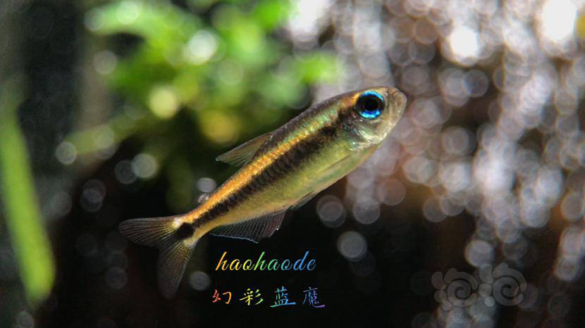 灯科鱼多彩的幻彩蓝魔