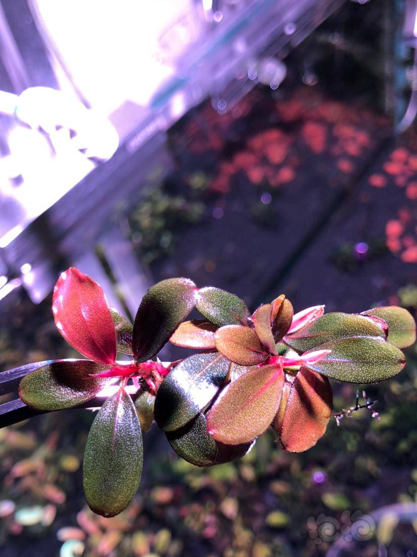 出售 辣椒榕小叶布朗尼