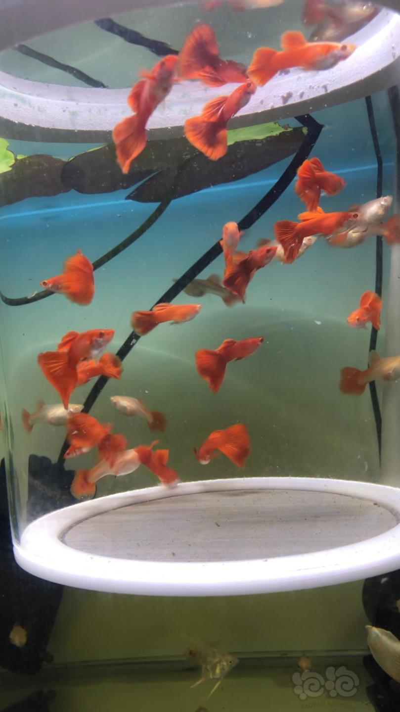 熱帶魚血紅純紅孔雀魚