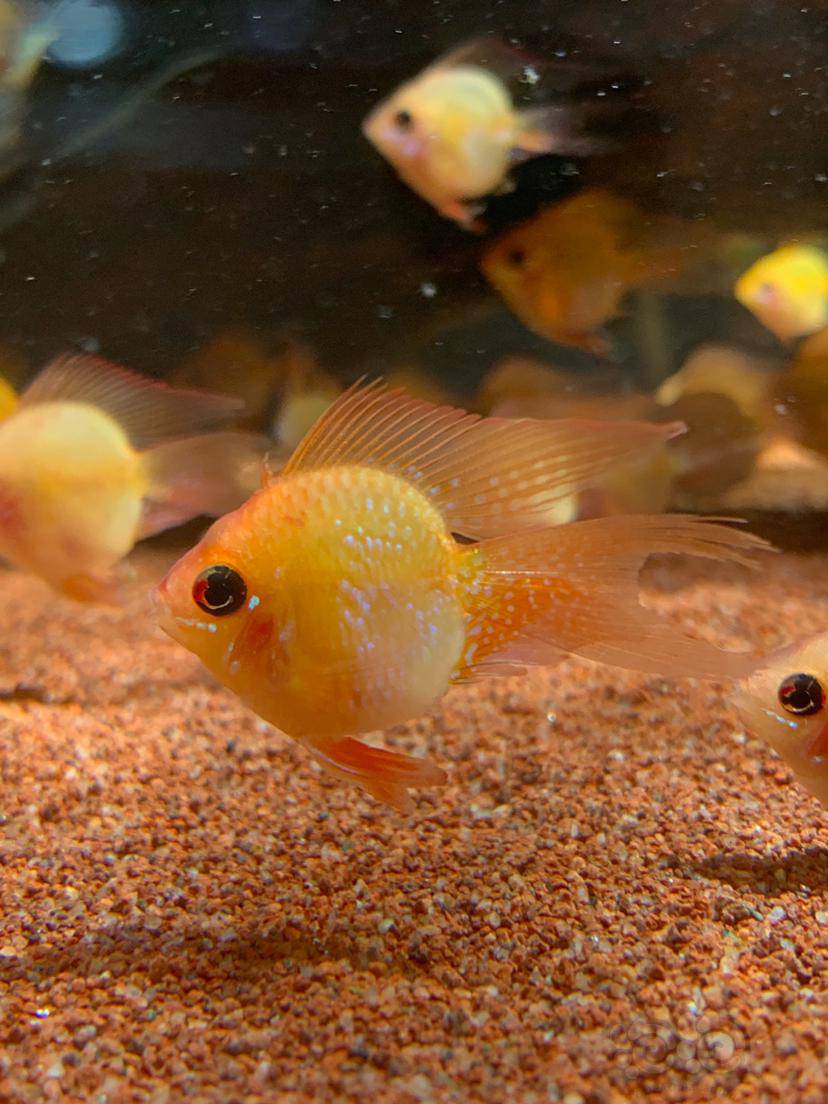 其它晒晒桃心长尾金波子