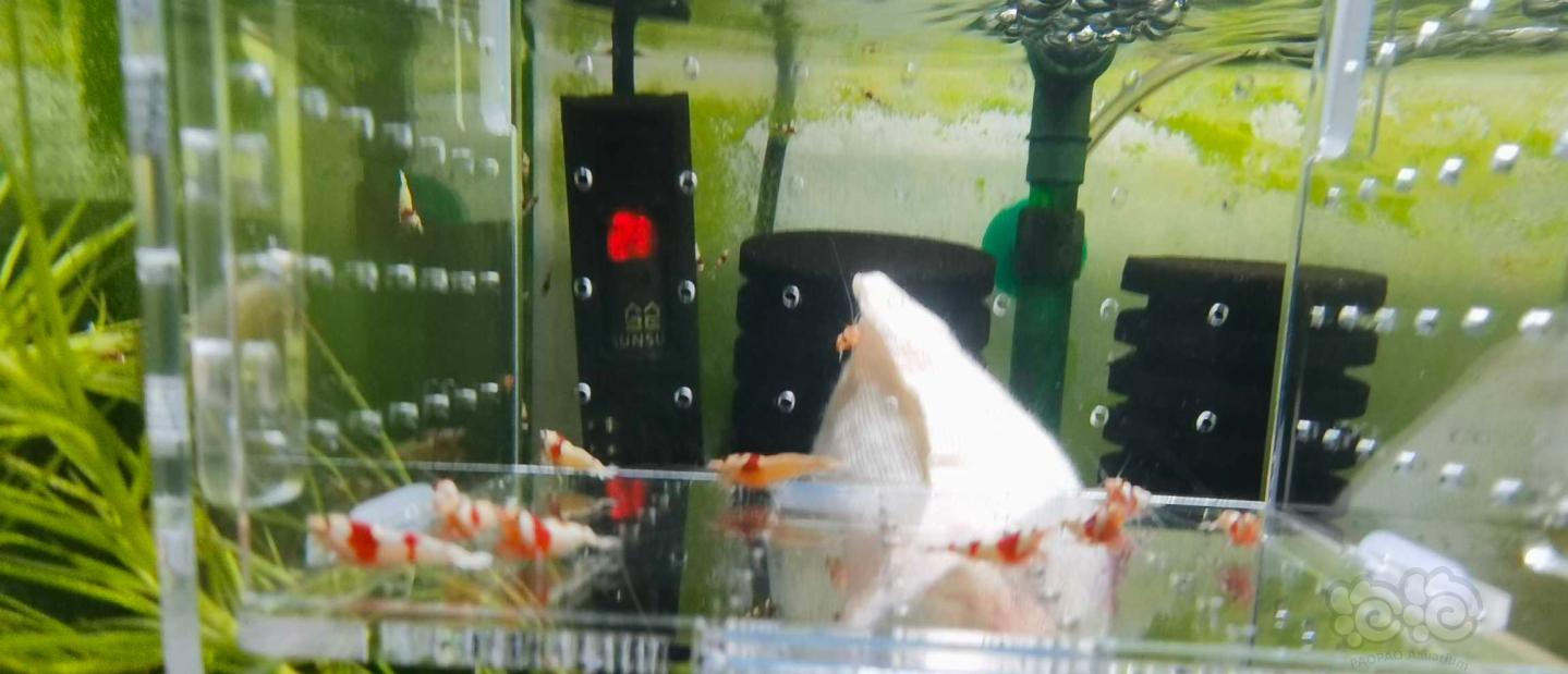 【虾】2021-04-12#RMB拍卖纯血红白幼虾10支-图1