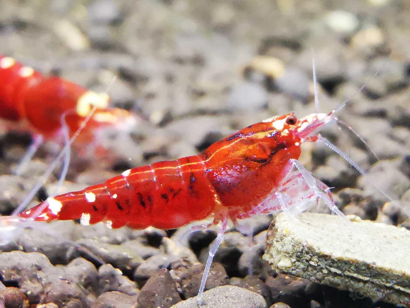【虾】2021-04-19RMB拍卖#金属红水晶虾4只两对-图2