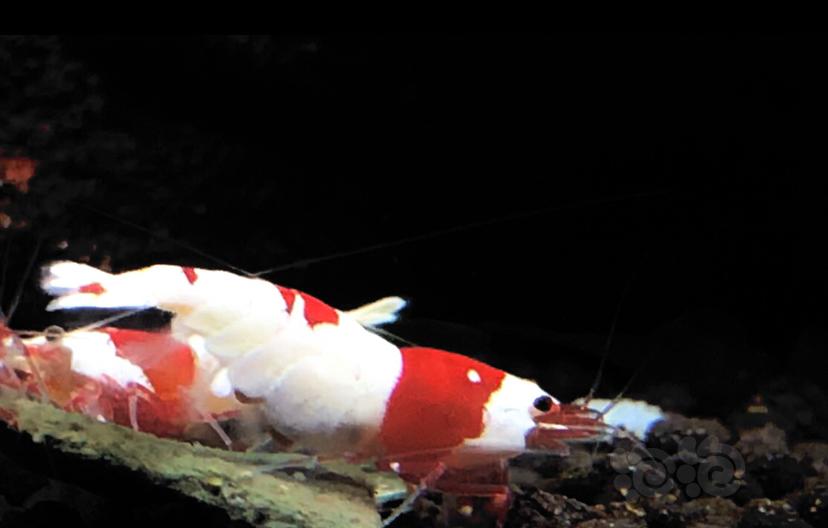 【虾】2021-04-02#RMB拍卖红白水晶虾二只-图1