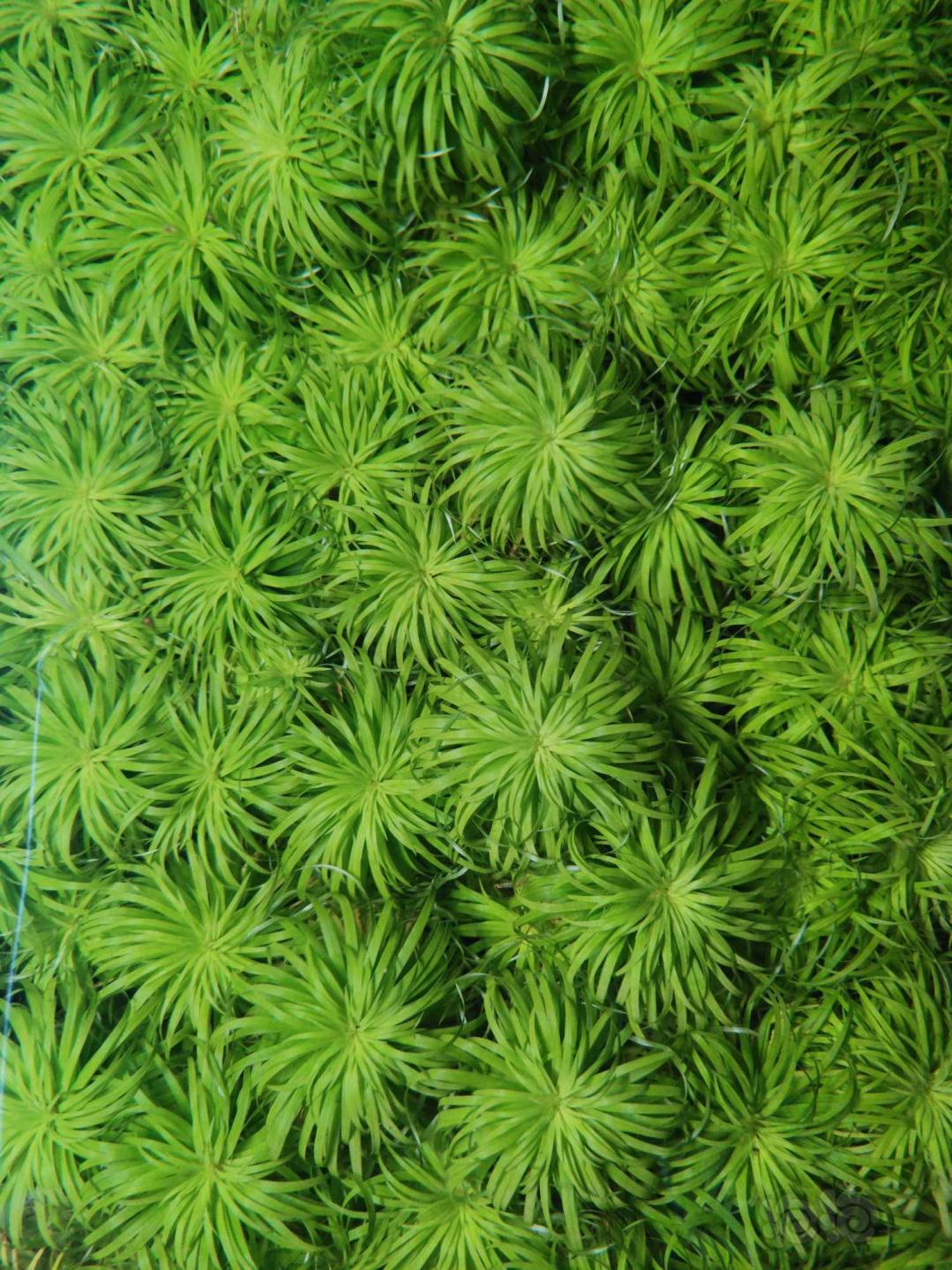 出珊瑚美凤细叶铁黑木蕨，阳性草-图5