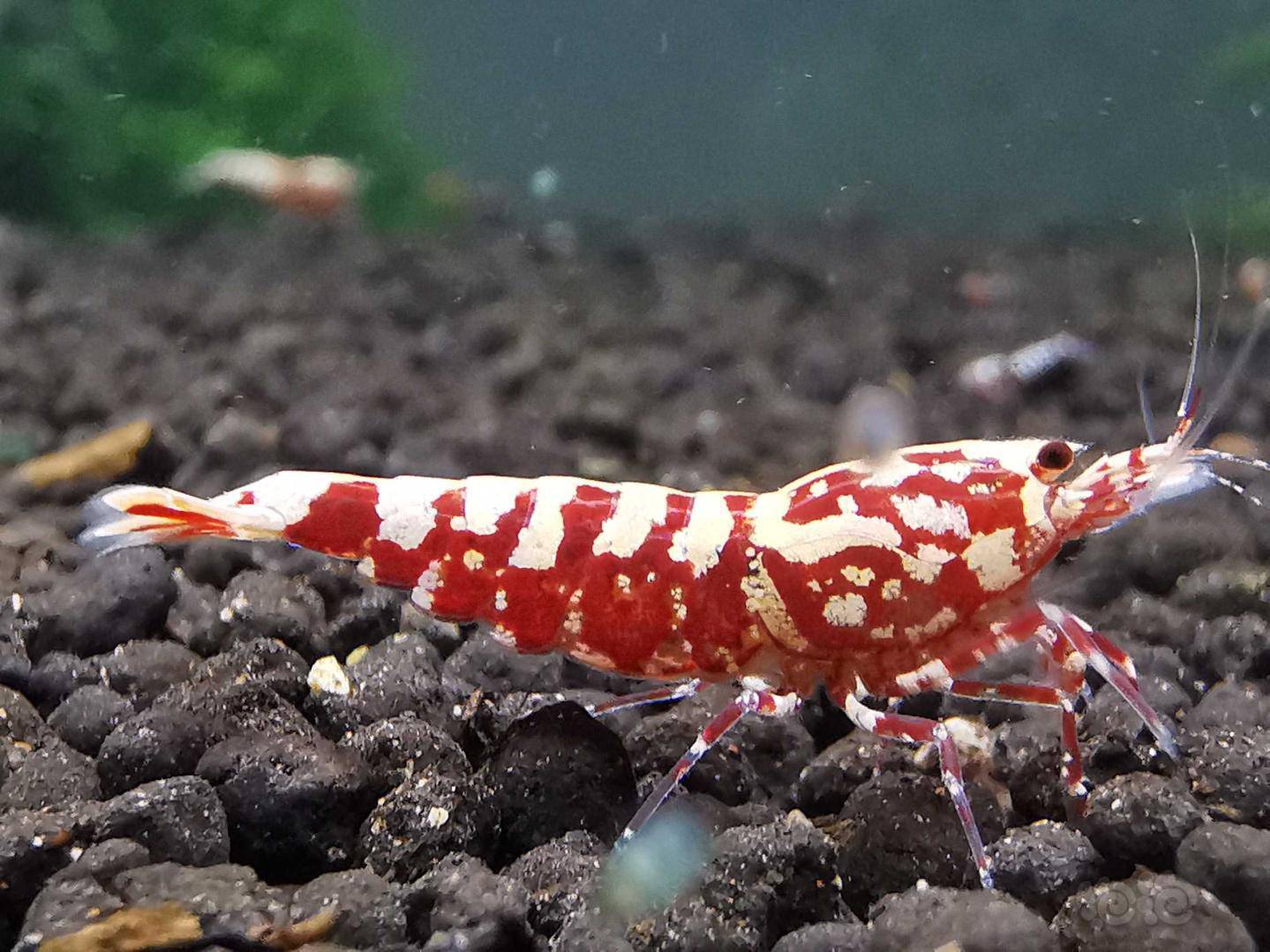 20210401rmb拍卖红银河星钻水晶虾一份3只