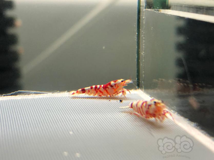 【虾】2021-4-23#RMB拍卖红花虎5只-图4