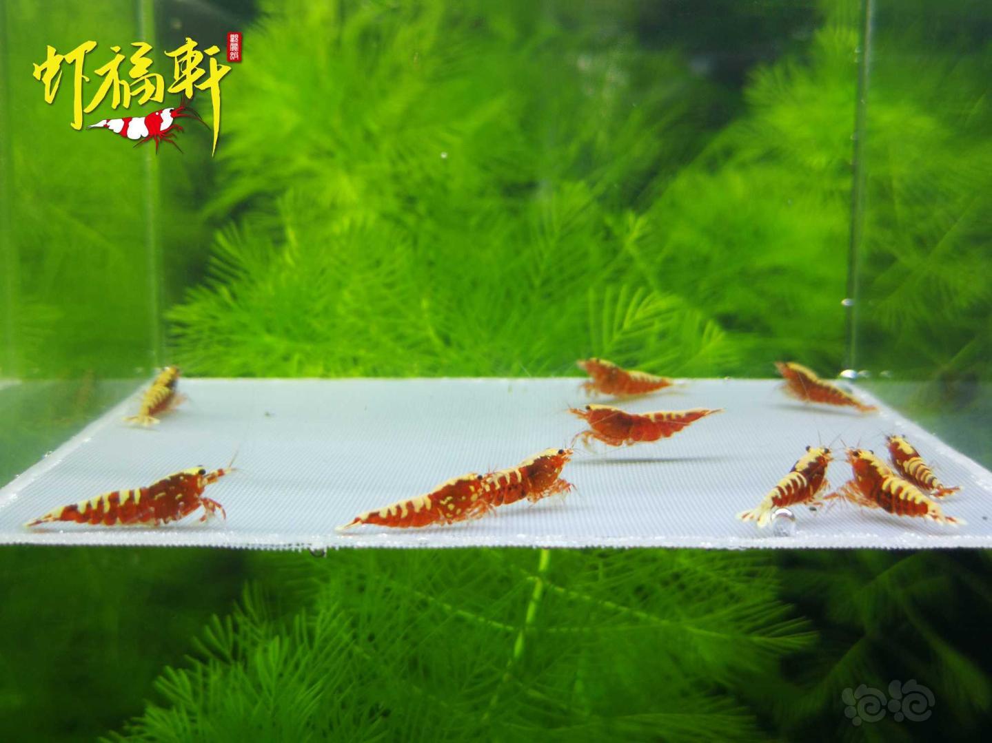 【虾】2021-04-26#RMB拍卖#红银河星钻淘汰级10只-图5