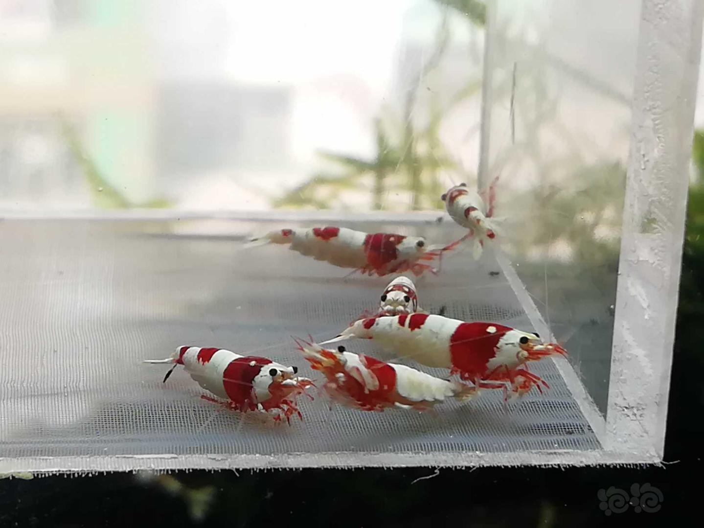 【虾】2021-04-01#RMB拍卖#红白纯血水晶虾一份6只三对-图1