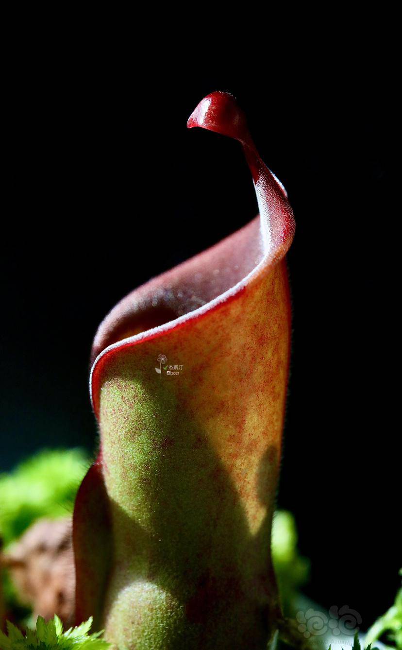 食虫垂花太阳瓶子草