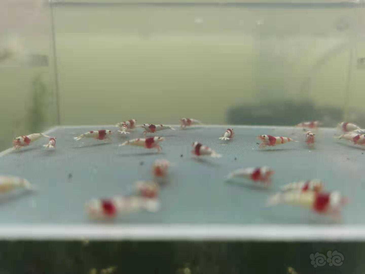 【虾】2021-4-4#RMB拍卖 纯血红白一组-图1