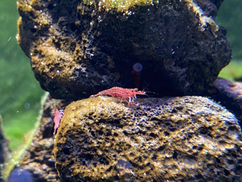 苏虾中级班小型虾篇帝虎星点木纹虎纹兰花