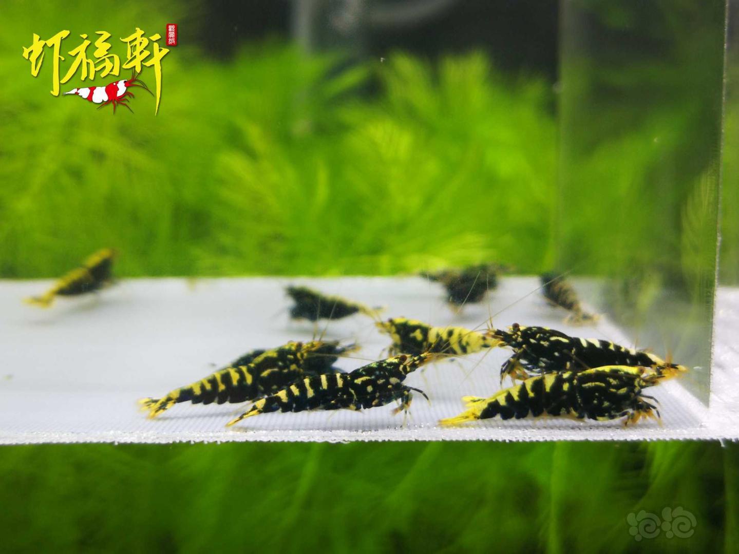 【虾】2021-04-25#RMB拍卖#黑银河淘汰级16只-图3
