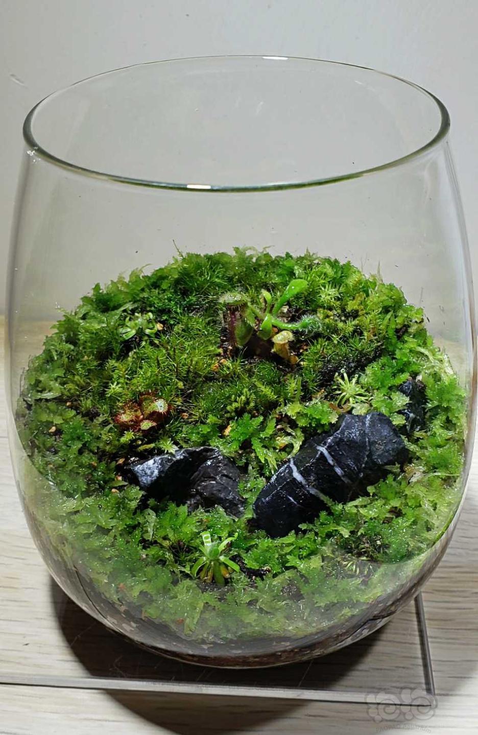 【食虫】土瓶草。 茅膏菜。水苔。玻璃瓶-图1