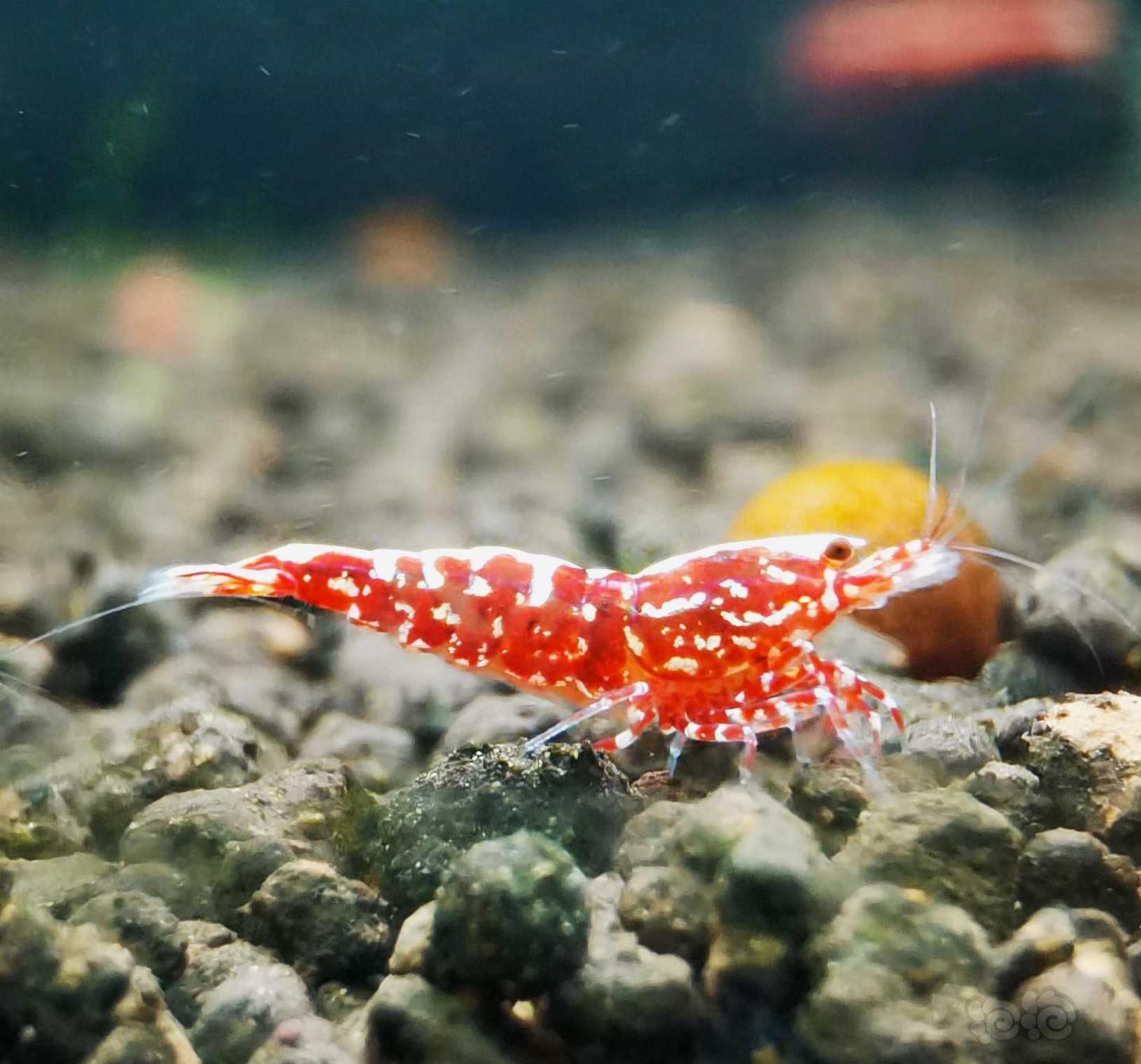【虾】2021-4-25#RMB拍卖#红银河星钻水晶虾繁殖组一份3只-图6