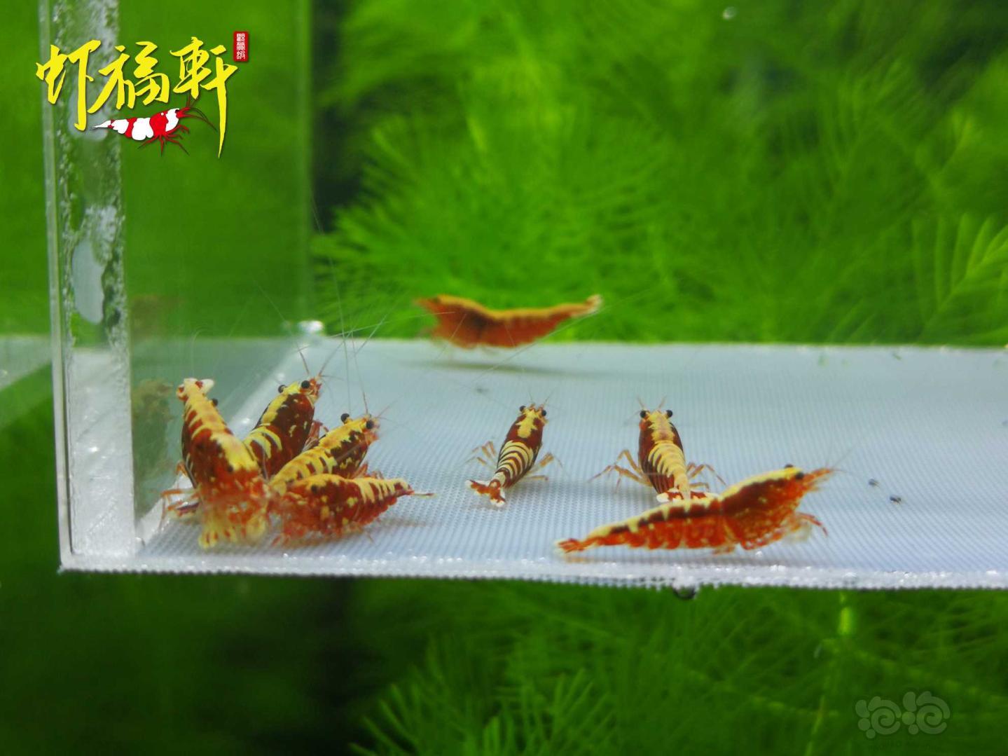 【虾】2021-04-26#RMB拍卖#红银河星钻淘汰级10只-图2