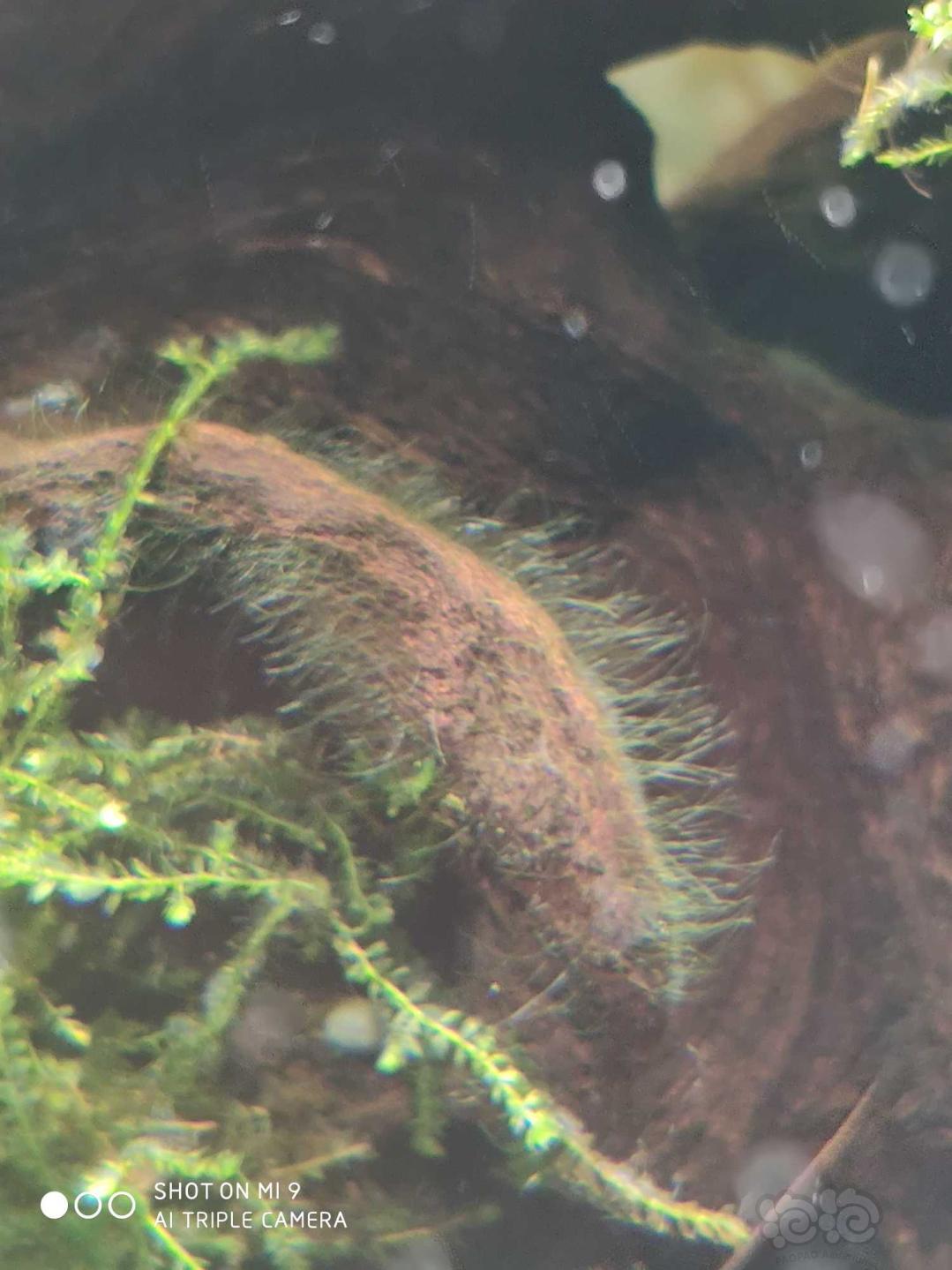 大神帮看看这是什么藻类   黑壳虾能处理吗-图2