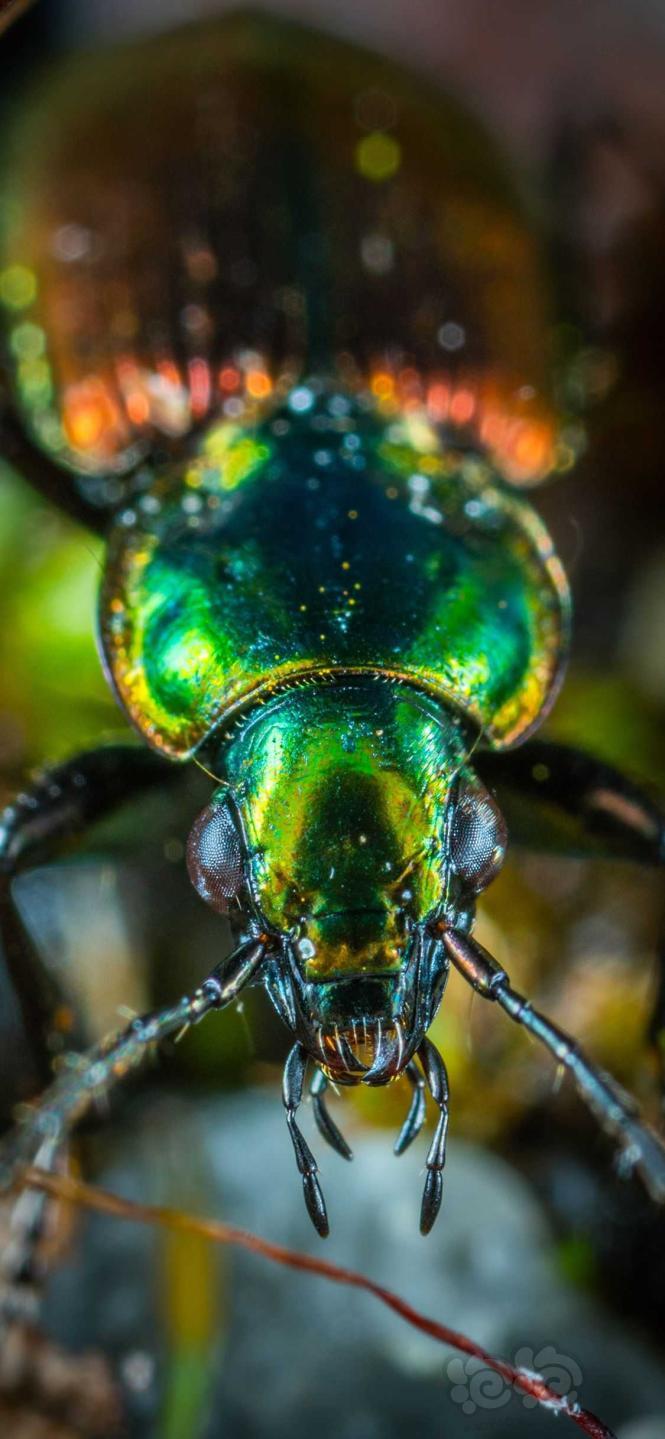 超级手机壁纸：大自然中的小昆虫是多么的神奇！2K原图无水印-图9