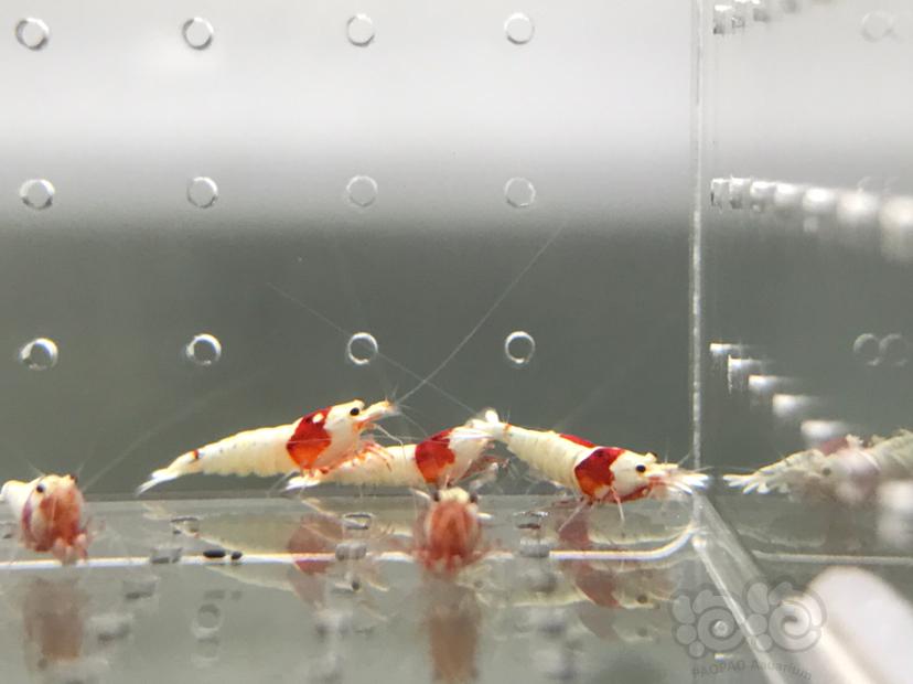 【虾】2021-5-30#RMB拍卖#红白水晶虾小苗子一份12只-图4