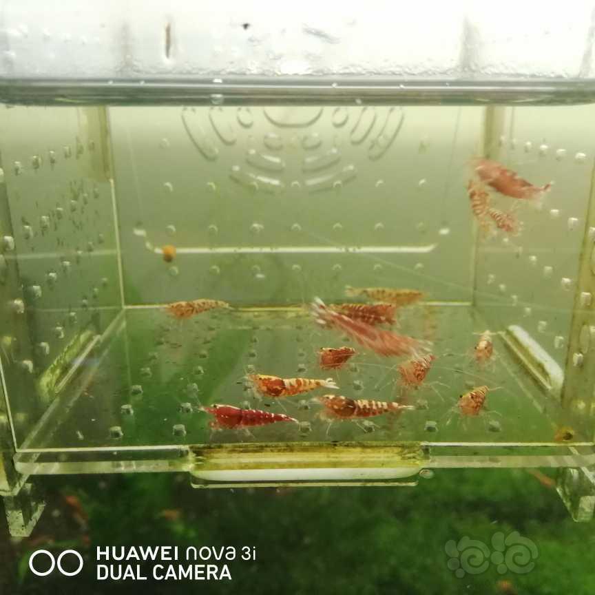 【虾】2021-05-23＃RMB拍卖淘汰红银河15只-图4
