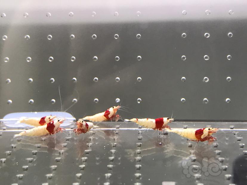 【虾】2021-05-27#RMB拍卖#纯血红白水晶虾一份15只-图5