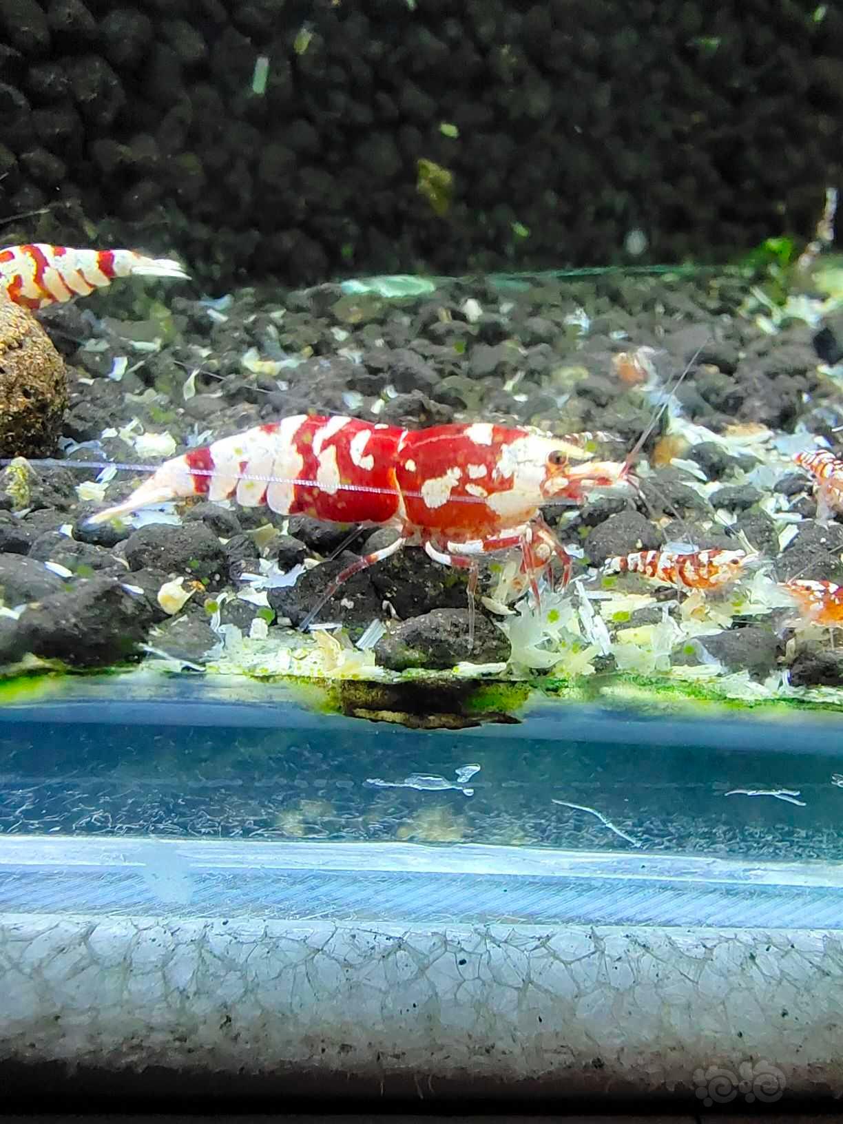 红花虎水晶虾-图13