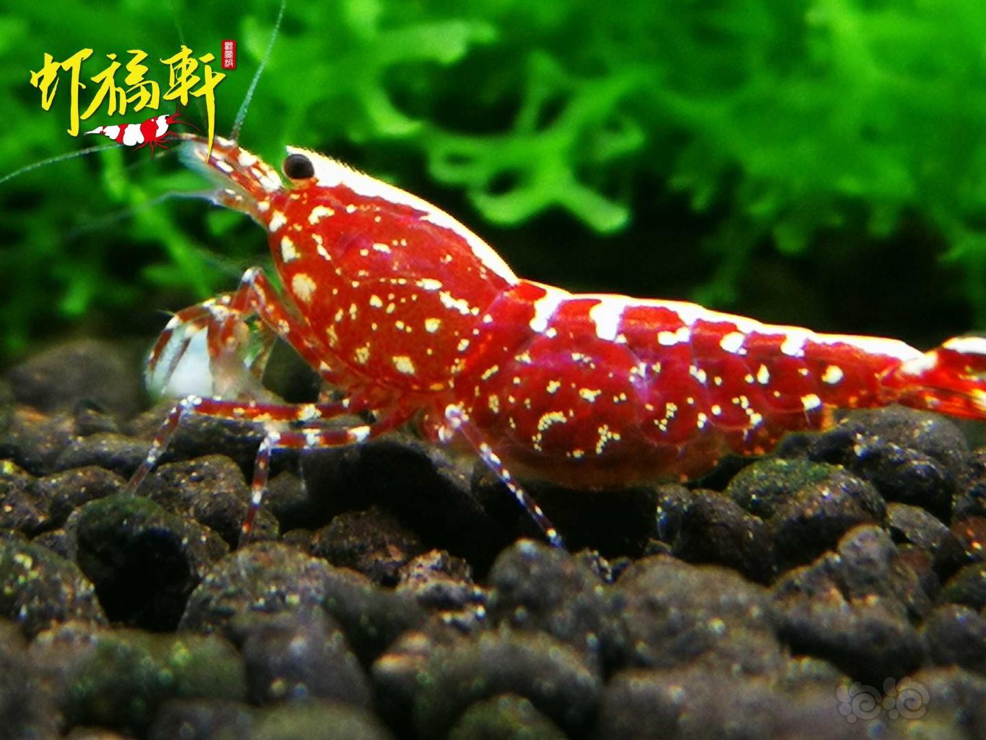 【虾】2021-05-09#RMB拍卖#红银河星钻2只-图2
