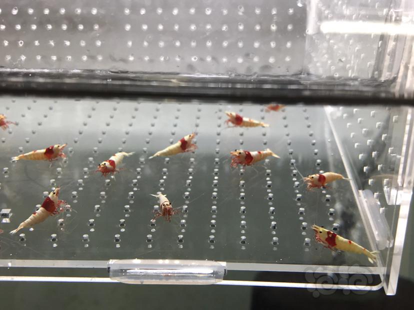 【虾】2021-5-24#RMB拍卖#纯血红白水晶虾一份15只-图1