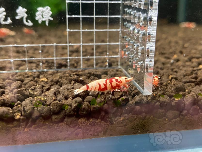 【虾】2021-5-28#RMB拍卖#太极红花虎4只-图1