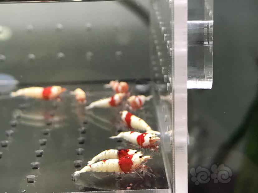 【虾】2021-5-26#RMB拍卖#纯血红白苗子一份12只-图2