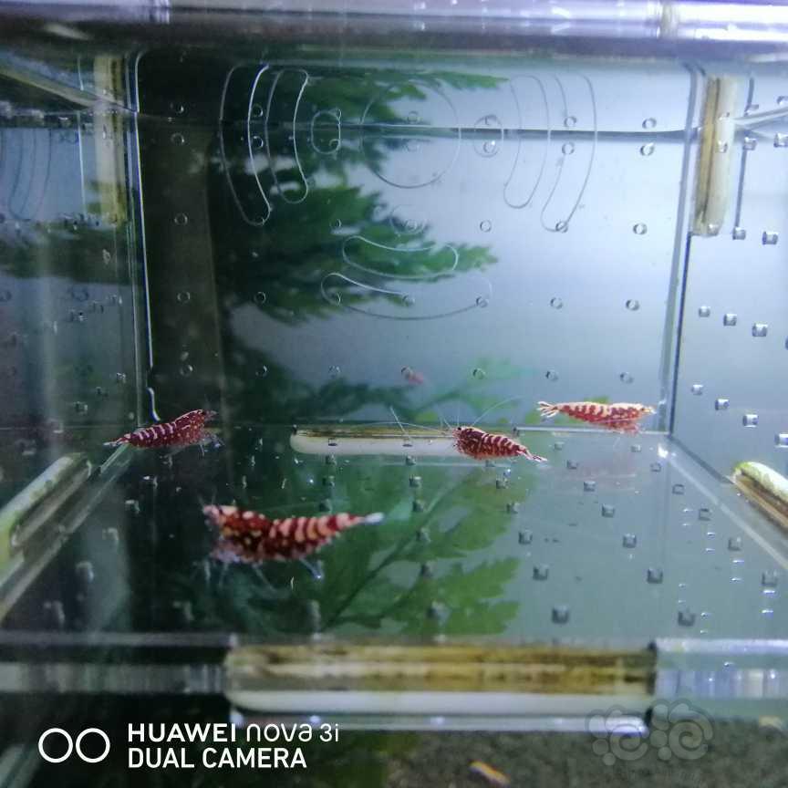 【虾】2021-05-22＃RMB拍卖红银河星钻4只-图6