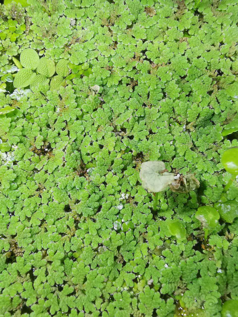 求助满江红浮萍不红