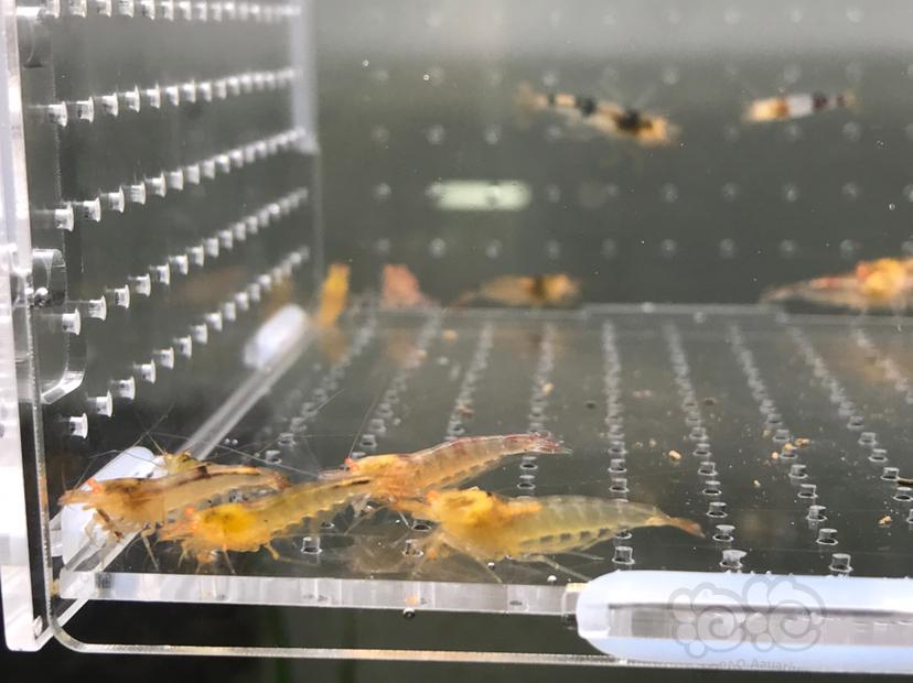 【虾】2021-5-24#RMB拍卖#橙眼水晶虾一份24只-图5