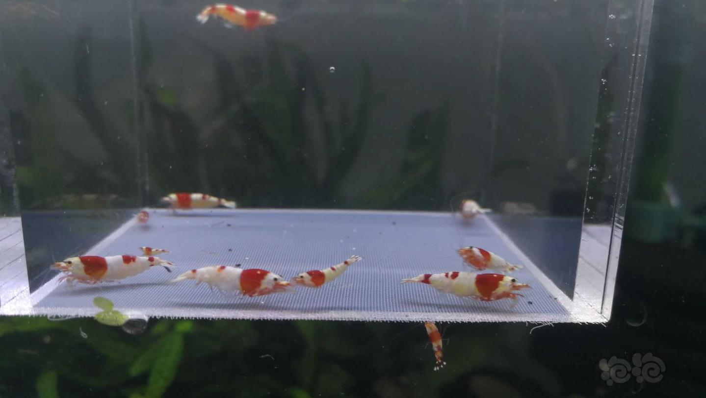【虾】2021-5-13#RMB拍卖#纯血红白繁殖组7只配2只小虾-图5