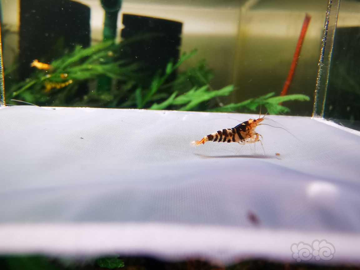 【虾】2021-05-19#RMB拍卖黑花虎10只-图6