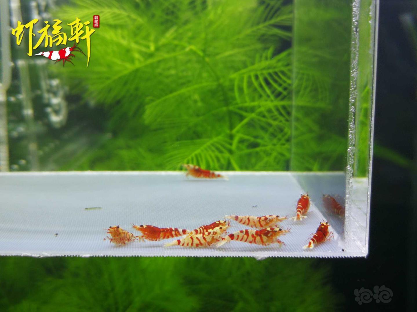 【虾】2021-05-05#RMB拍卖#红花虎淘汰苗10只-图1