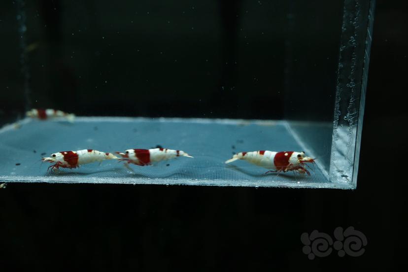 【虾】2021-05-05#RMB#拍卖 红白水晶虾6只-图2