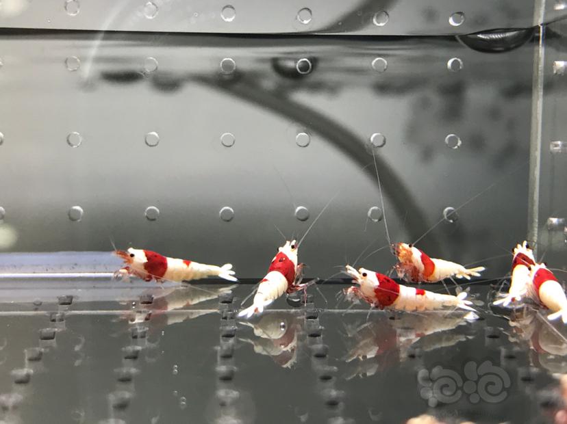 【虾】2021-5-26#RMB拍卖#纯血红白苗子一份12只-图1