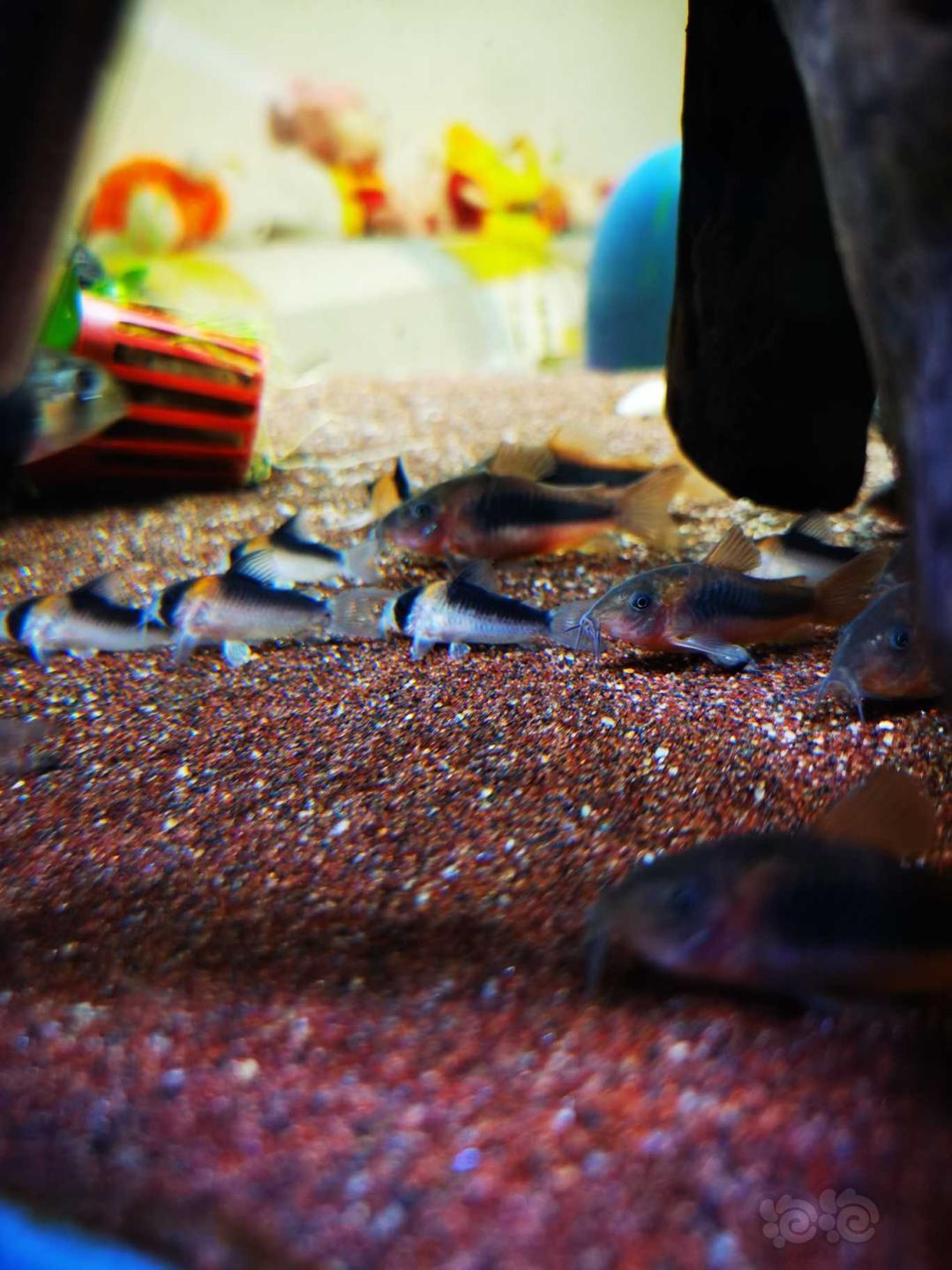 【鼠鱼】紫罗兰鼠鱼很漂亮-图2