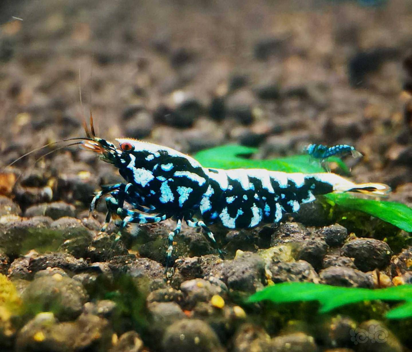 202158rmb拍卖黑银河星钻水晶虾繁殖组一份3只