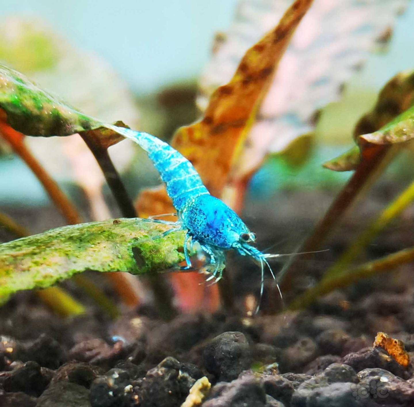 2021510rmb拍卖蓝金刚水晶虾一份5只