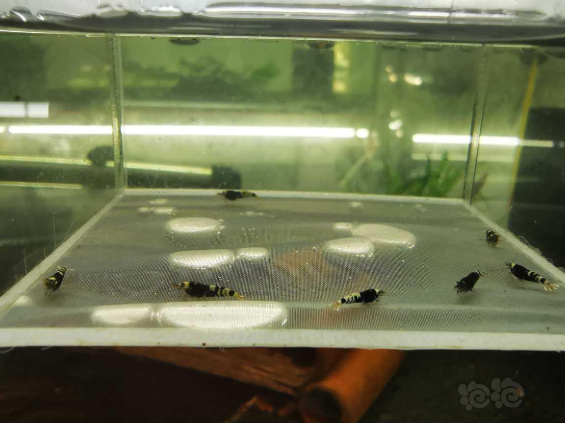 【虾】2021-05-20#RMB拍卖#黑花虎苗子一份7只-图8