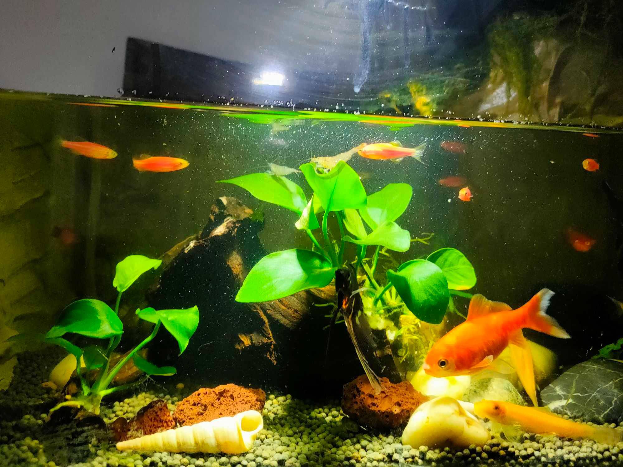 水泥缸开缸40天完美