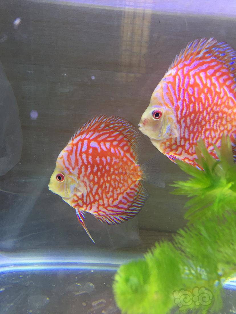 这个是不是老头鱼?