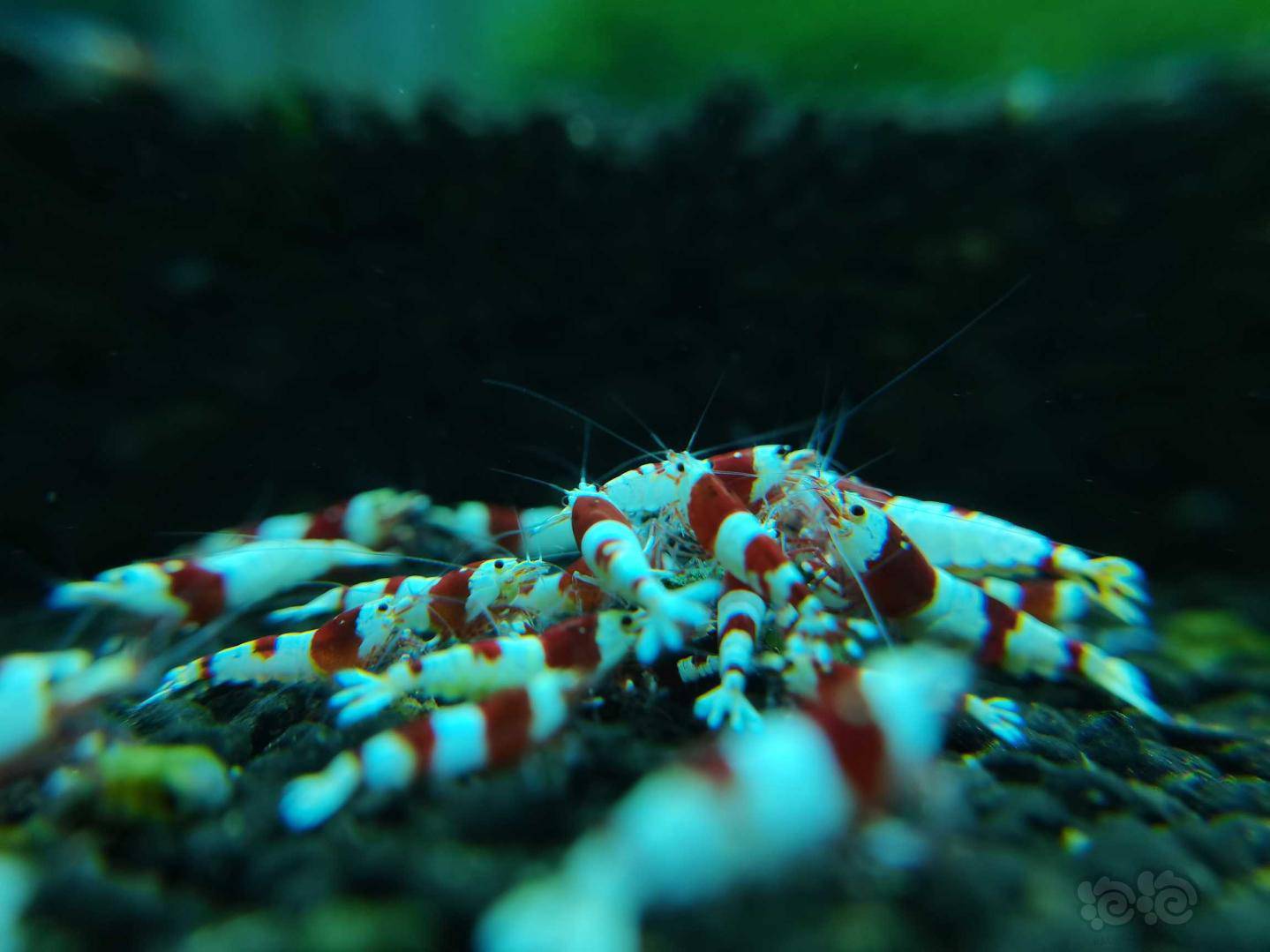 红白水晶虾… - 泡泡水族