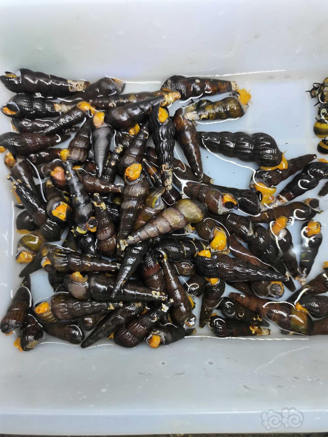 天津清库存出橙兔蜜蜂角螺洋葱螺，包邮-图1